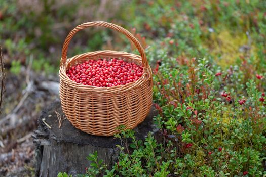 Basket of cranberries on the stump in the forest glade