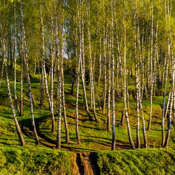 Sunrise or sunset in a spring birch forest with young green leaves and grass and path. Spring foliage.
