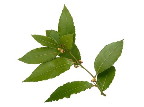 Isolated blooming branch of bay leaf on the white