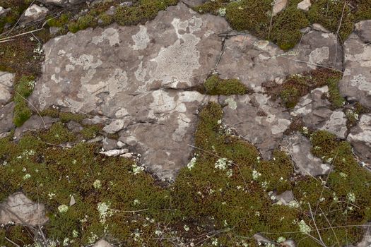 Texture of rocky ground with moss and lichen