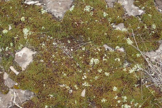 Texture of rocky ground with moss and lichen