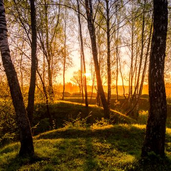 Sunrise or sunset in a spring birch forest with rays of sun shining through tree trunks by shadows and young green grass. Misty morning landscape.