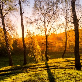 Sunrise or sunset in a spring birch forest with rays of sun shining through tree trunks by shadows, path and young green grass. Misty morning landscape.