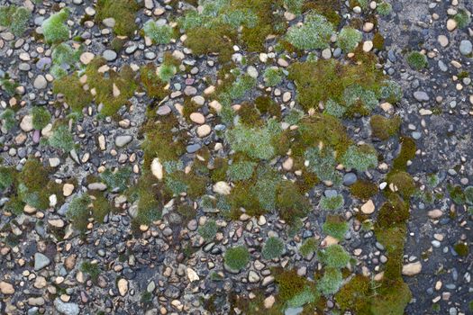 Texture of pebble inlay in concrete with green moss