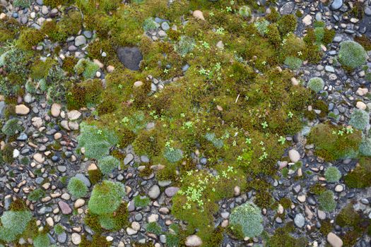 Texture of pebble inlay in concrete with green moss