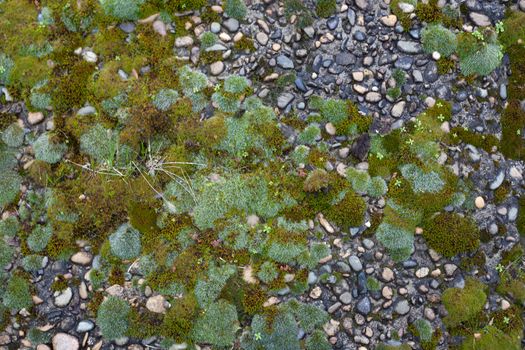 Texture of pebble inlay in concrete with green moss