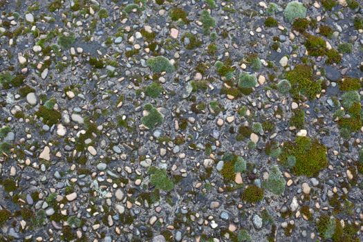 Texture of pebble inlay in concrete with green moss