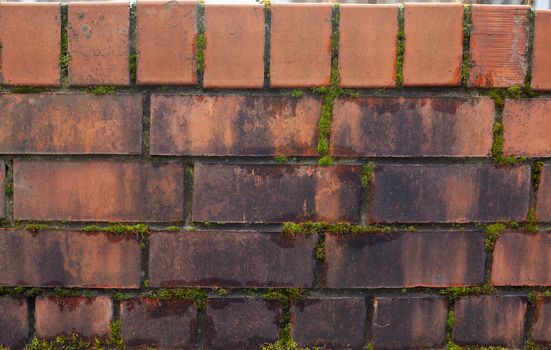 Fragment of moldy brick wall with moss in the seams