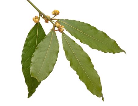 Isolated blooming branch of bay leaf on the white