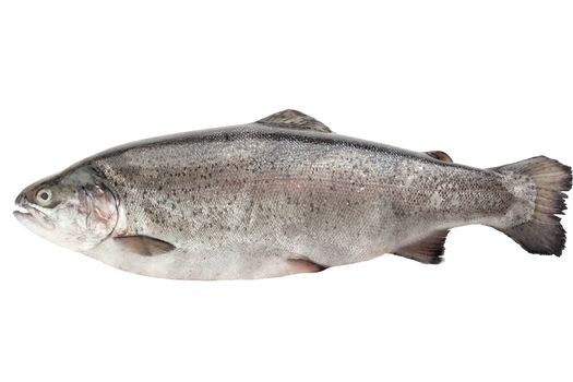 Whole isolated raw trout on the white background