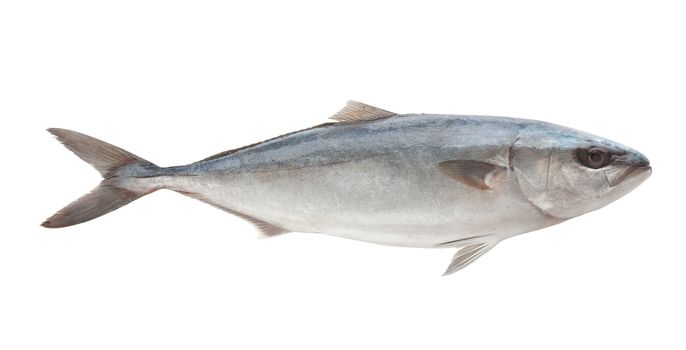 Whole isolated raw tuna on the white background