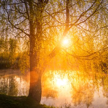 Sunrise or sunset among birches with young leaves near a pond, reflected in the water covered with fog. The sun shining through the branches of trees.