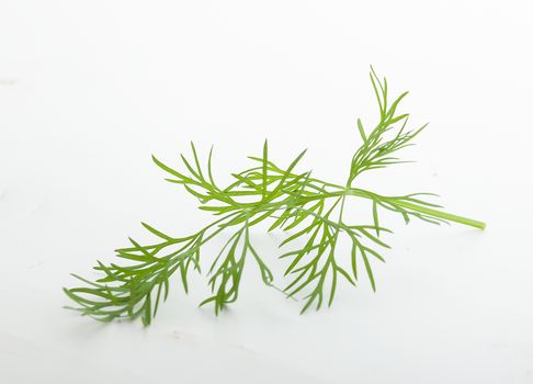 Isolated fresh green branch of dill on the white background