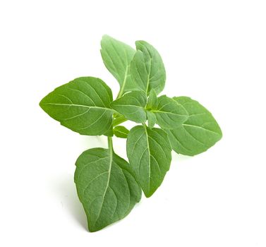 Isolated fresh green branch of green basil on the white background