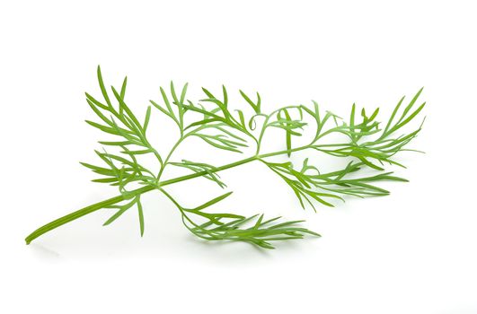 Isolated fresh green branch of dill on the white background