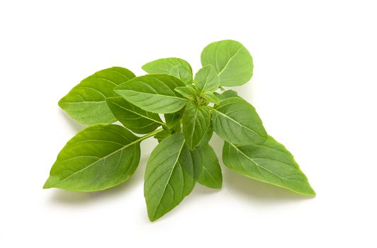 Isolated branch of green fresh basil on the white background