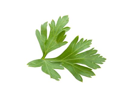 Isolated fresh green leaf of parsley on the white background