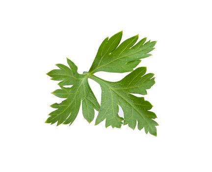 Isolated fresh green leaf of parsley on the white background