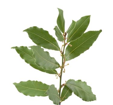 Isolated branch of green bay leaf on the white background