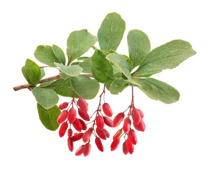 Isolated branch of barberry with berries and leaves