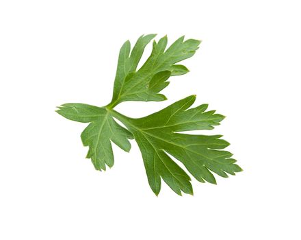 Isolated green fresh leaf of parsley on the white background