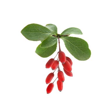 Isolated branch of barberry with berries and leaves