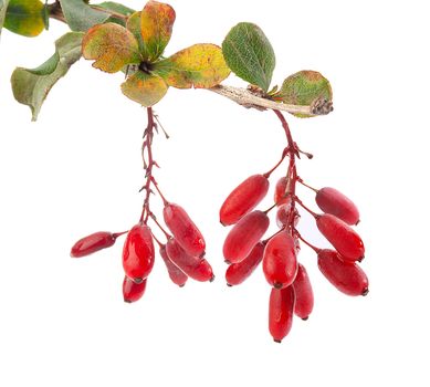 Isolated branch of barberry with berries and leaves
