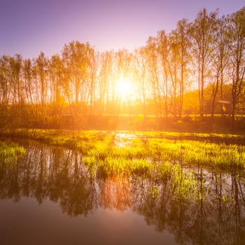 Dawn or sunset on a pond with young green reeds, birches on the neighboring shore, reflected in water, fog and the sun.