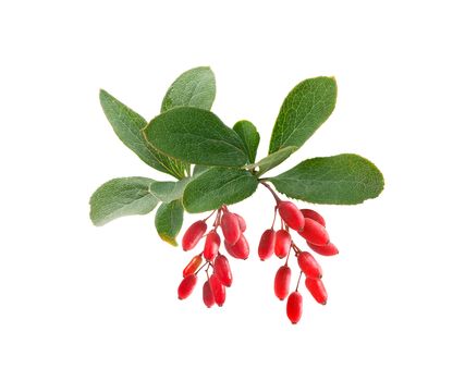 Isolated branch of barberry with berries and leaves