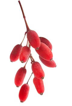 Isolated bunch of red barberry on the white background