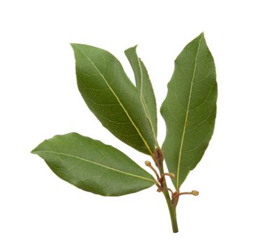 Isolated branch of green bay leaf on the white background