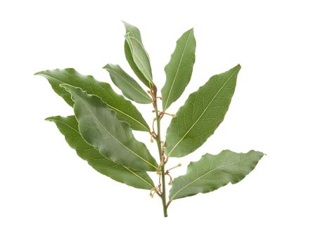 Isolated branch of green bay leaf on the white background