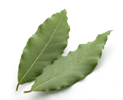 Isolated two leaves of bay leaf on the white background