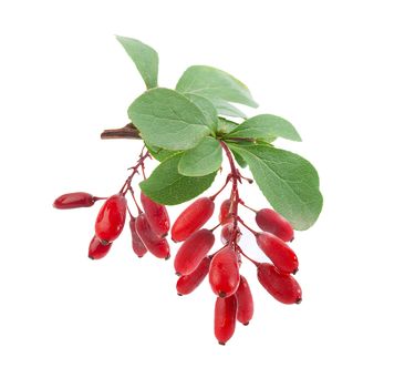 Isolated branch barberry with berries and leaves