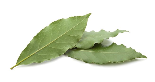 Isolated three leaves of bay leaf on the white background