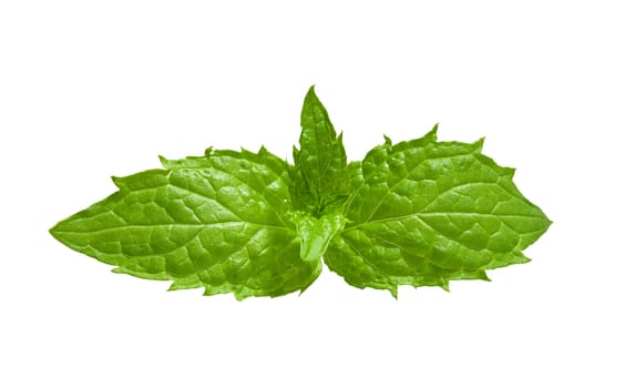 Isolated fresh green leaves of mint on the white background