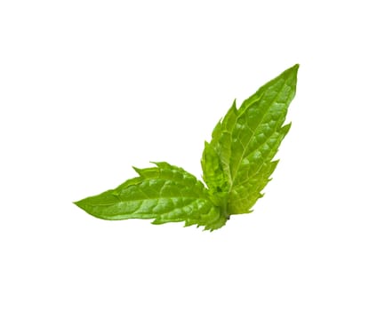 Isolated fresh green mint leaves on the white background