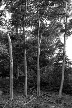 landscape monochrome trees silhouette mystic nature bw art 
