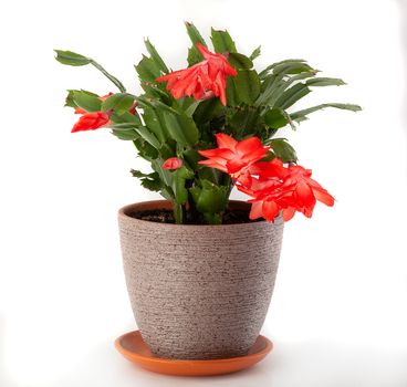 Isolated Schlumbergera in the flowerpot on the white background