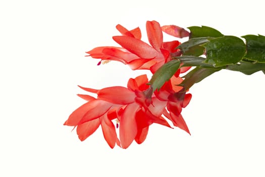 Isolated flowers of Schlumbergera on the white