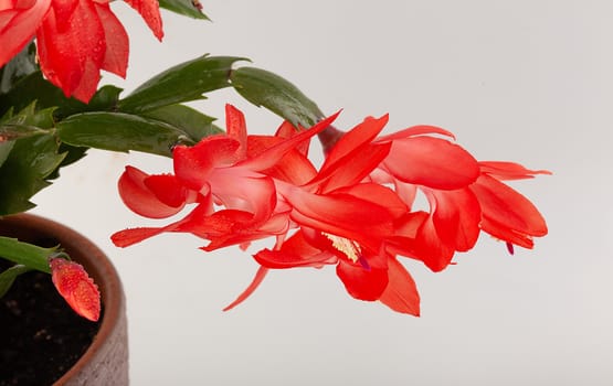 Isolated red flowers of Schlumbergera on the white