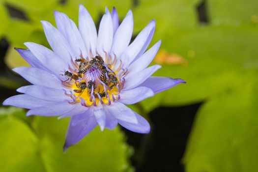 close up purple lotus flower has pollen particles from the middle of flowers with a group of bees inside copy space