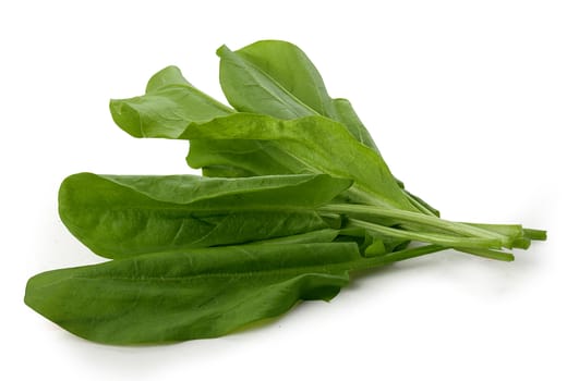 Isolated bunch of fresh green sorrel on the white