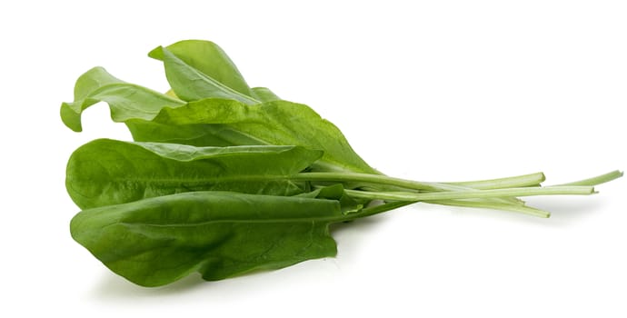 Isolated bunch of fresh green sorrel on the white