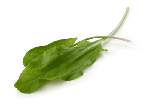 Isolated two leaves of fresh green sorrel on the white