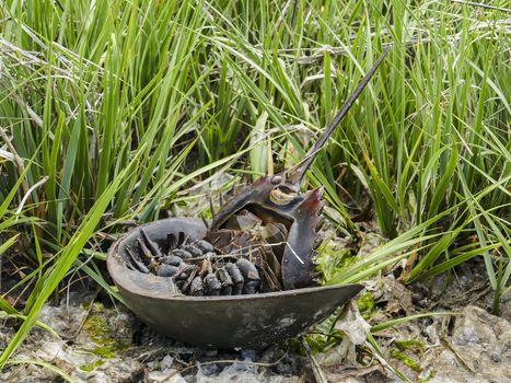 Horseshoe Crab on back In Grass On Beach