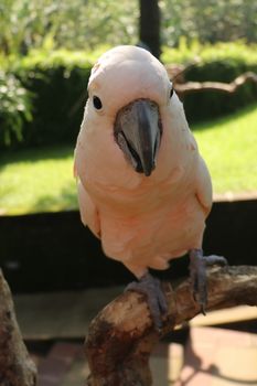 Beautiful specimen of coockatoo, a cacatua moluccensis, standing on a branch of a wood, with in the background different kind of leaves.
