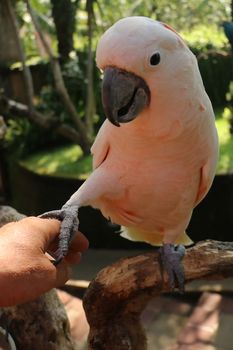 Woman hand touching beautiful specimen of coockatoo. Cute Cacatua Moluccensis standing on a branch of a wood and stroking its feathers. Salmon Crested Cockatoo. Tropical travel concept.
