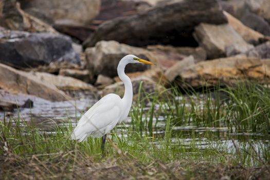 Great egret standing  in ocean water looking for food