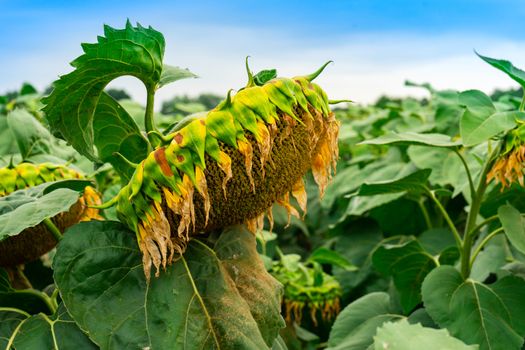 a sunflower is on the field